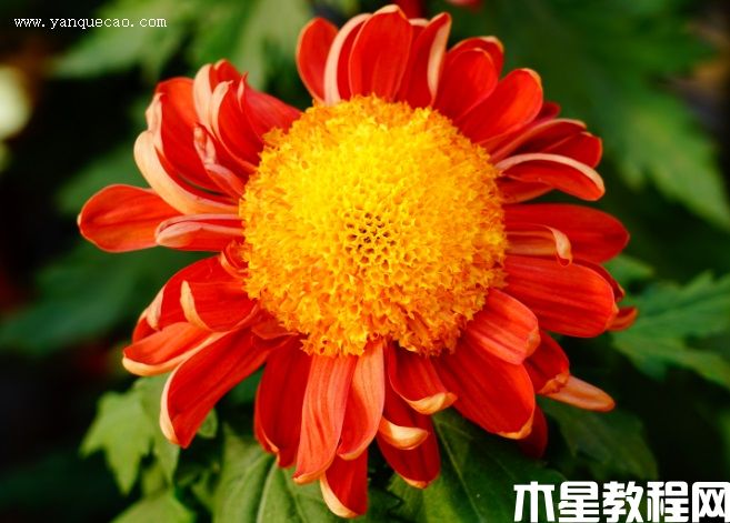 菊花